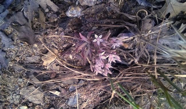 Name:  yabani sedum 3-1.6.2015.jpg
Views: 723
Size:  68.3 KB