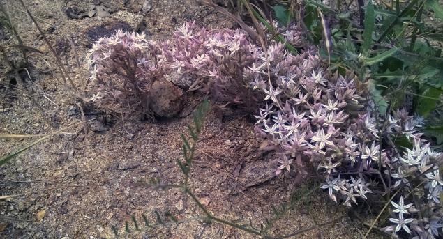 Name:  yabani sedum 4-1.6.2015.jpg
Views: 574
Size:  70.5 KB