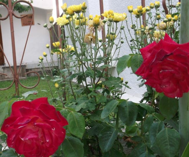 Name:  DSCF7190.jpg
Views: 442
Size:  64.3 KB
