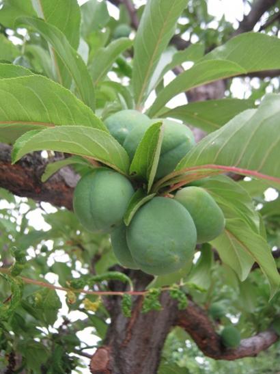 Name:  italyan e..jpg
Views: 685
Size:  36.6 KB