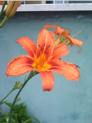 Name:  gu.JPG
Views: 389
Size:  33.8 KB