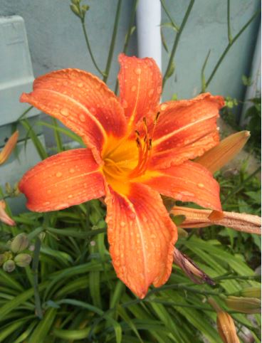 Name:  gu3.JPG
Views: 395
Size:  40.0 KB