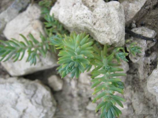 Name:  sedum.jpg
Views: 635
Size:  31.0 KB