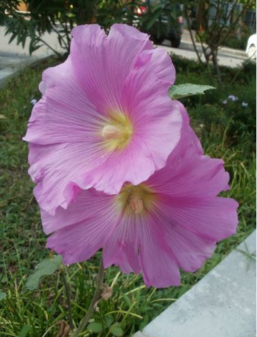 Name:  gh.JPG
Views: 330
Size:  43.2 KB