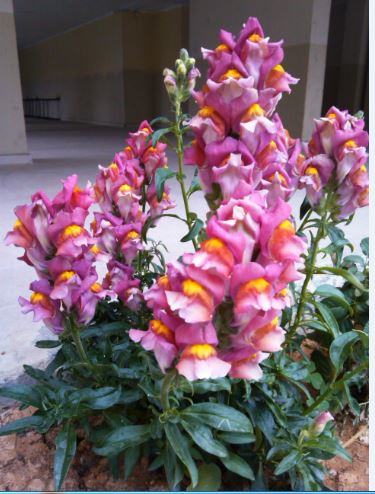 Name:  as.JPG
Views: 464
Size:  50.3 KB