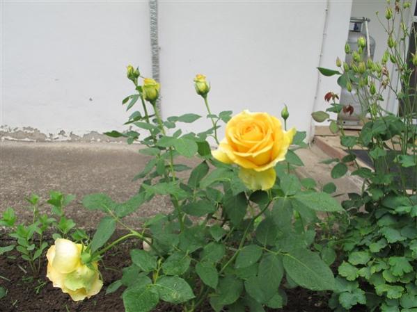 Name:  IMG_6382 (600 x 450).jpg
Views: 842
Size:  42.4 KB
