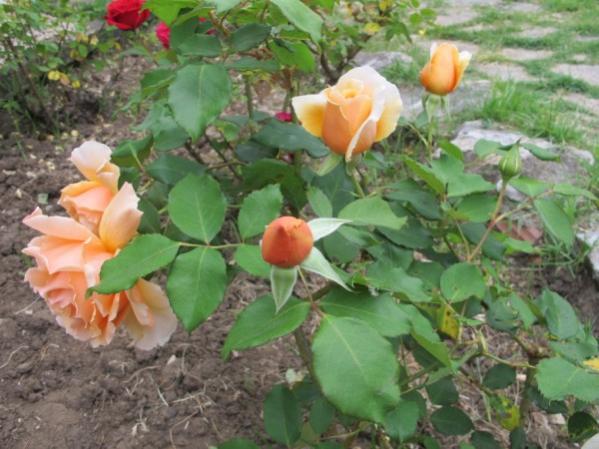 Name:  IMG_6187 (600 x 450).jpg
Views: 519
Size:  48.7 KB