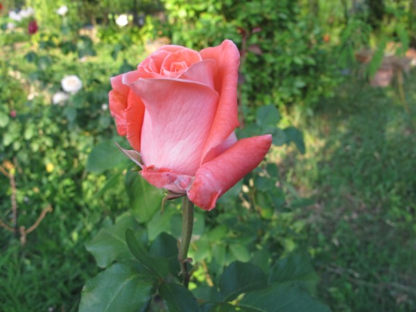 Name:  IMG_6245 (600 x 450).jpg
Views: 492
Size:  60.5 KB