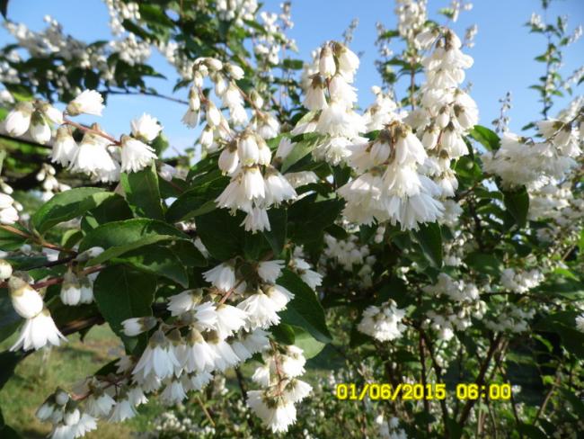 Name:  021.jpg
Views: 1246
Size:  68.4 KB