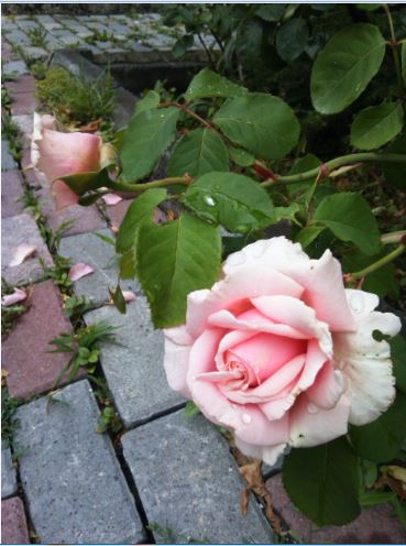 Name:  gu2.JPG
Views: 360
Size:  45.3 KB