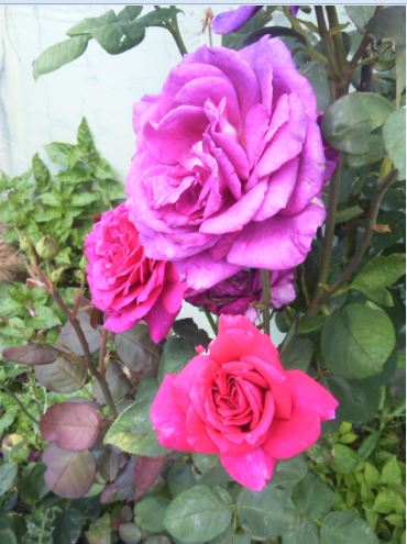 Name:  gu3.JPG
Views: 368
Size:  46.7 KB