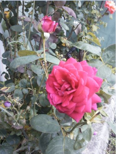 Name:  gu4.JPG
Views: 374
Size:  50.0 KB