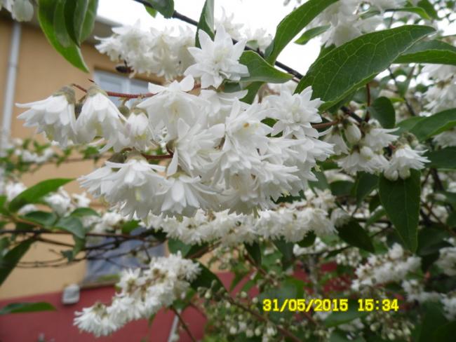 Name:  115.jpg
Views: 840
Size:  50.7 KB