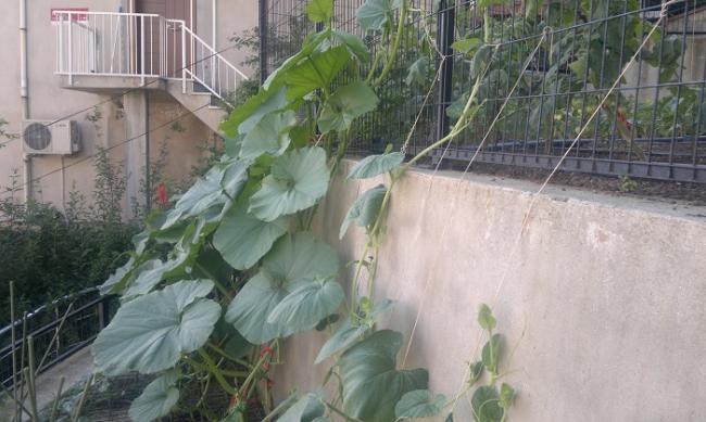Name:  2015-06-13-1223.jpg
Views: 487
Size:  45.4 KB