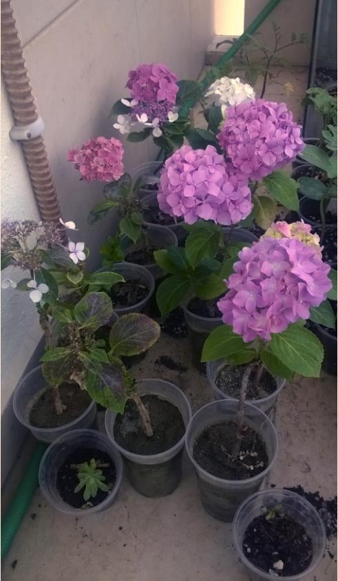 Name:  ortanca balkon.jpg
Views: 839
Size:  57.6 KB
