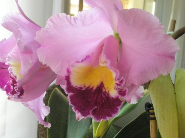 Name:  PC150044.jpg
Views: 1145
Size:  28.7 KB