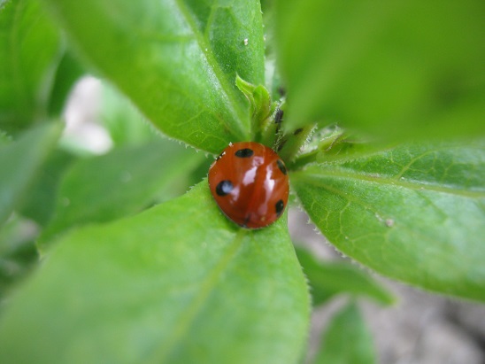 Name:  boya otunda uur bcei.jpg
Views: 1073
Size:  55.5 KB