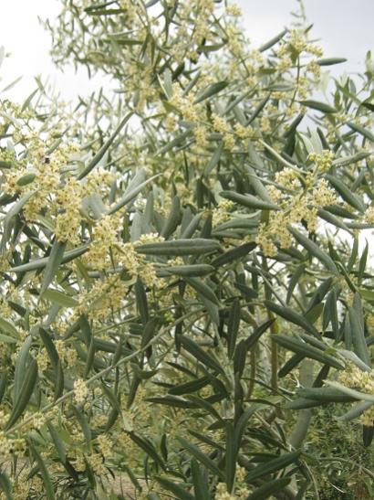 Name:  zeytin.jpg
Views: 1105
Size:  58.1 KB