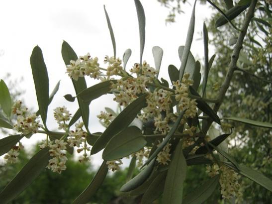 Name:  zeytin1.jpg
Views: 1083
Size:  36.7 KB