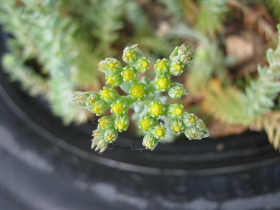 Name:  sedum t..jpg
Views: 842
Size:  25.7 KB