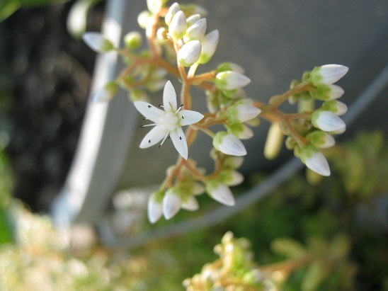 Name:  beyaz iekli sedum.jpg
Views: 1106
Size:  61.5 KB