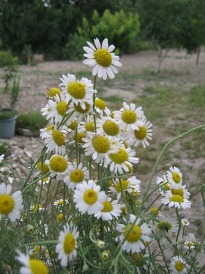 Name:  papatyalar.jpg
Views: 899
Size:  41.4 KB