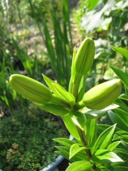 Name:  lilium--.jpg
Views: 839
Size:  39.4 KB