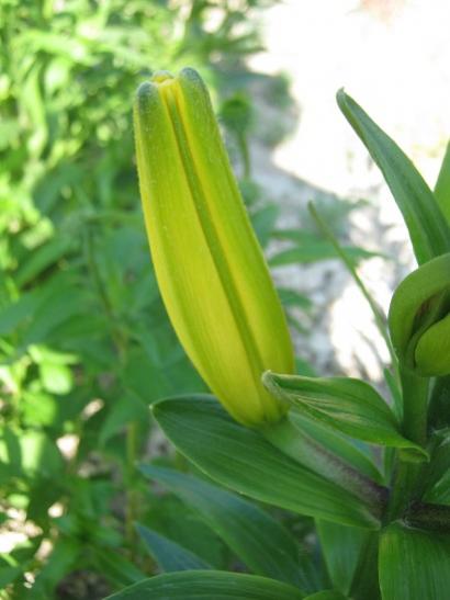 Name:  lilium.jpg
Views: 812
Size:  27.5 KB