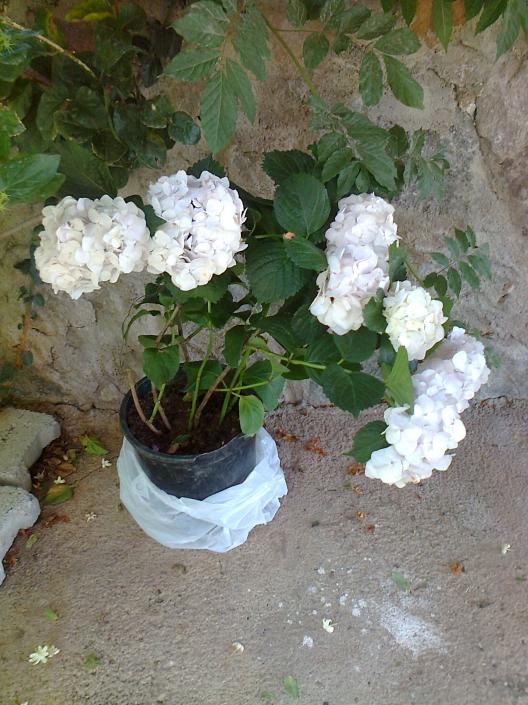 Name:  Fotoraf2909.jpg
Views: 302
Size:  73.4 KB