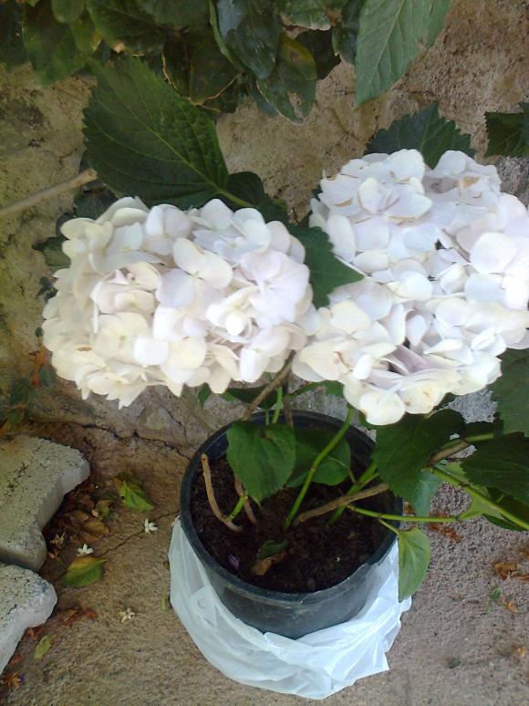 Name:  Fotoraf2910.jpg
Views: 291
Size:  72.6 KB