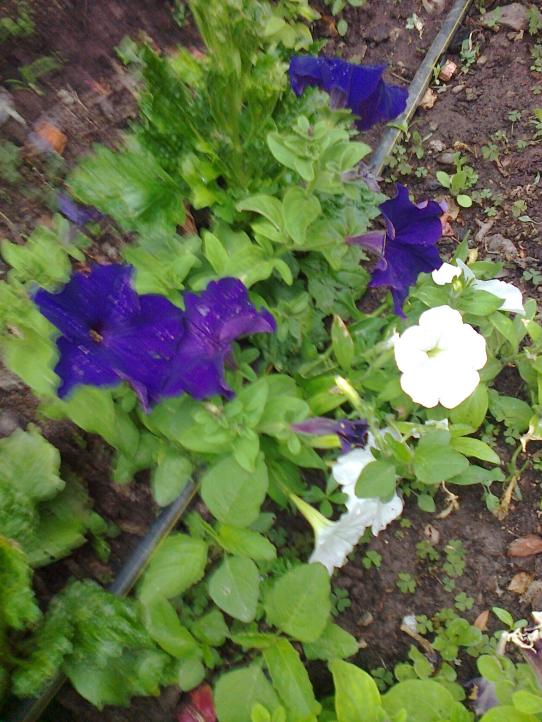 Name:  Fotoraf2838.jpg
Views: 284
Size:  74.8 KB