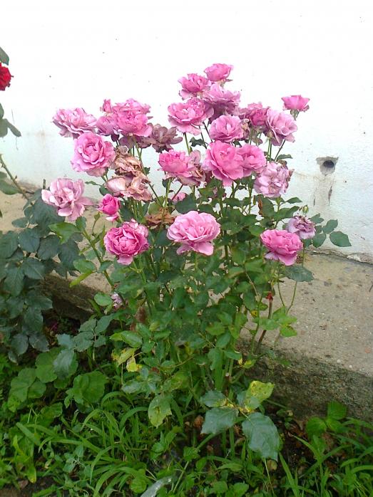 Name:  Fotoraf2917.jpg
Views: 303
Size:  74.8 KB