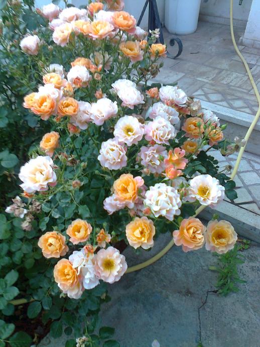 Name:  Fotoraf2885.jpg
Views: 284
Size:  76.8 KB