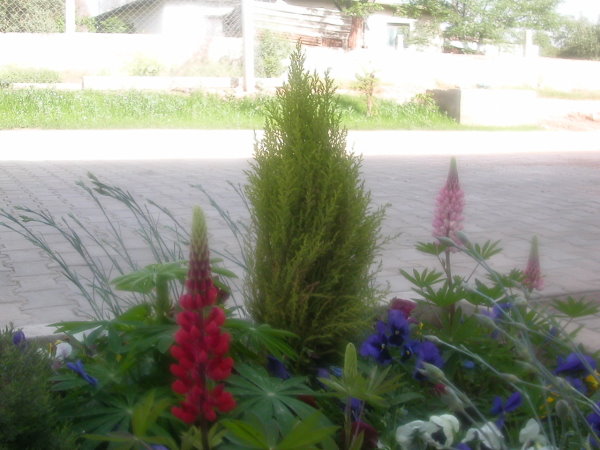 Name:  tesbah5-lupin2.jpg
Views: 4230
Size:  62.3 KB