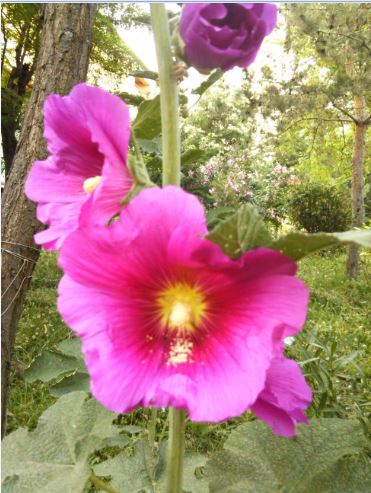 Name:  hatm.JPG
Views: 405
Size:  53.3 KB