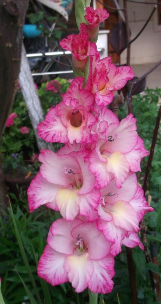 Name:  DSCF7298.jpg
Views: 539
Size:  67.8 KB