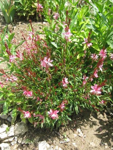 Name:  gaura.jpg
Views: 809
Size:  68.7 KB