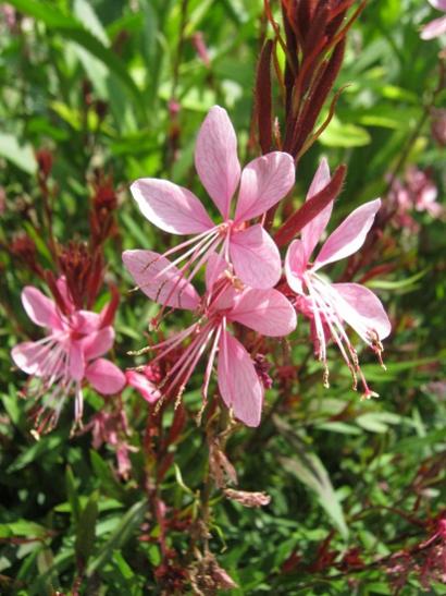 Name:  gaura 1.jpg
Views: 793
Size:  45.1 KB