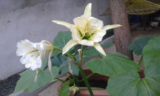 Name:  20150618_192752.jpg
Views: 684
Size:  30.6 KB