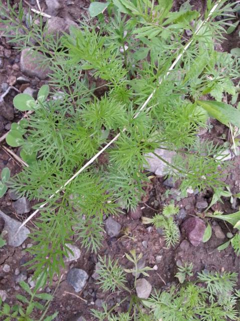Name:  10481599_10153395149828415_735153831705250108_n.jpg
Views: 583
Size:  78.2 KB