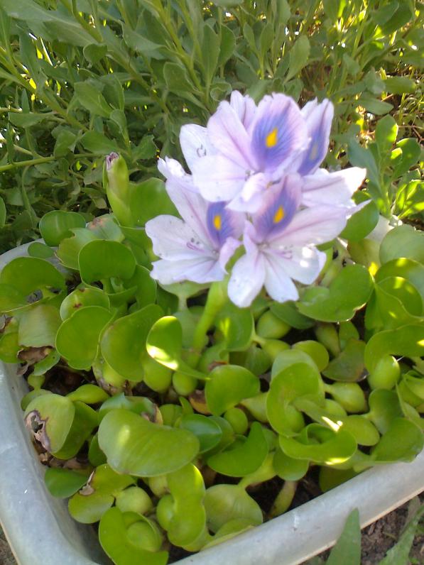 Name:  Fotoraf2915.jpg
Views: 368
Size:  73.0 KB