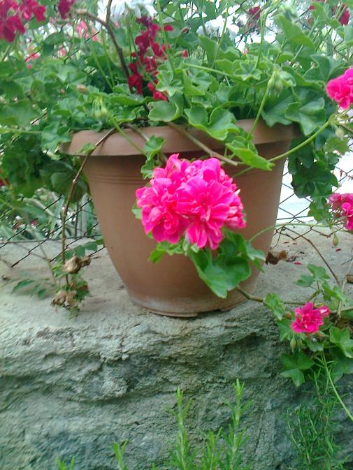 Name:  Fotoraf2825.jpg
Views: 394
Size:  76.6 KB