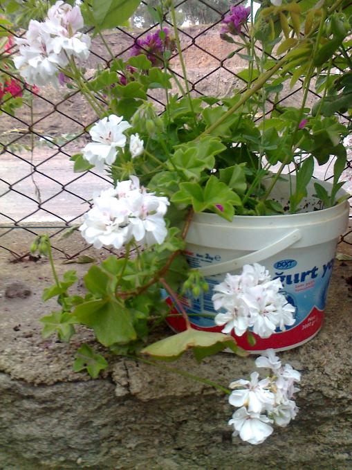 Name:  Fotoraf2827.jpg
Views: 384
Size:  76.9 KB