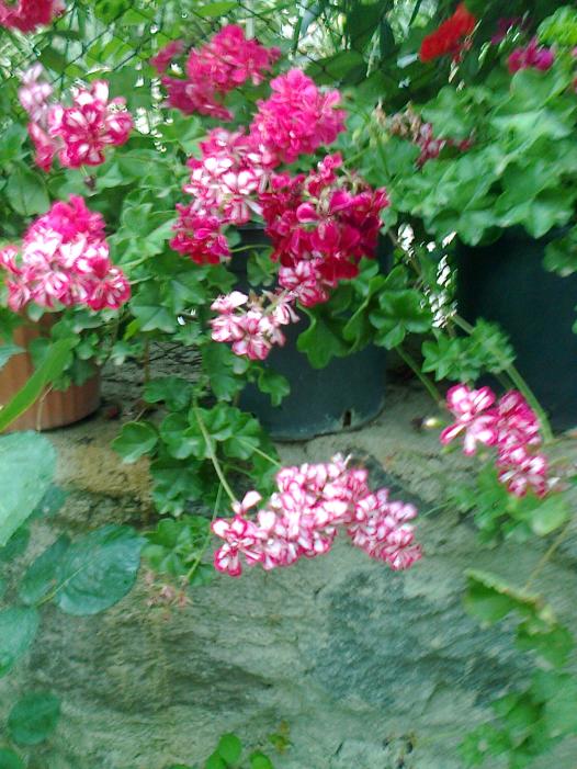 Name:  Fotoraf2829.jpg
Views: 361
Size:  75.1 KB