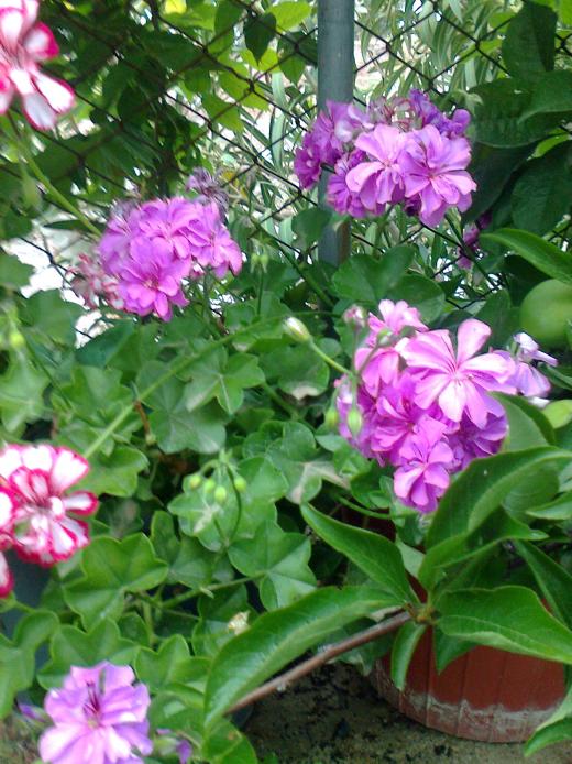 Name:  Fotoraf2830.jpg
Views: 373
Size:  76.4 KB