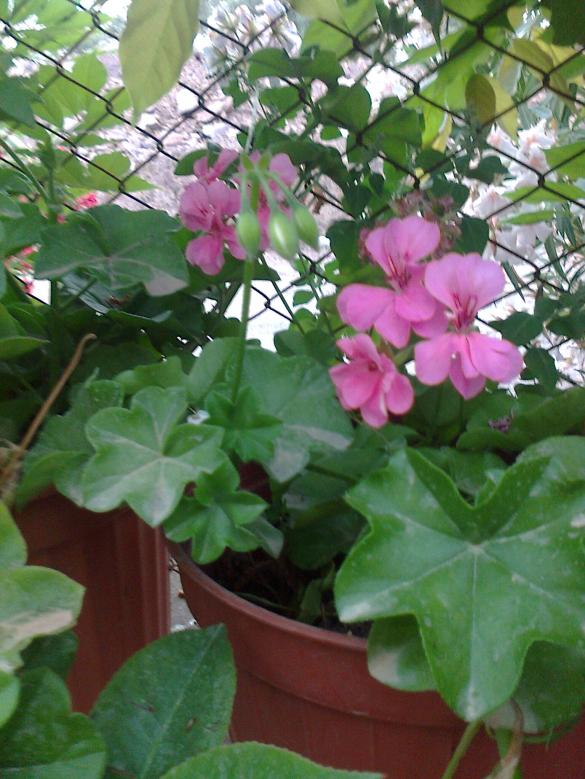 Name:  Fotoraf2831.jpg
Views: 372
Size:  72.9 KB
