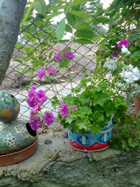 Name:  Fotoraf2834.jpg
Views: 369
Size:  78.4 KB