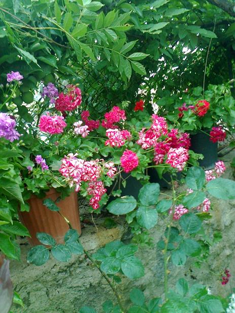 Name:  Fotoraf2835.jpg
Views: 365
Size:  77.9 KB