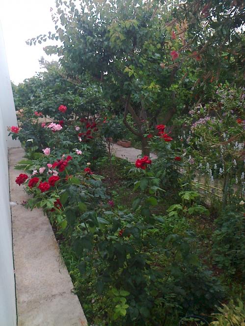 Name:  Fotoraf2852.jpg
Views: 365
Size:  74.9 KB
