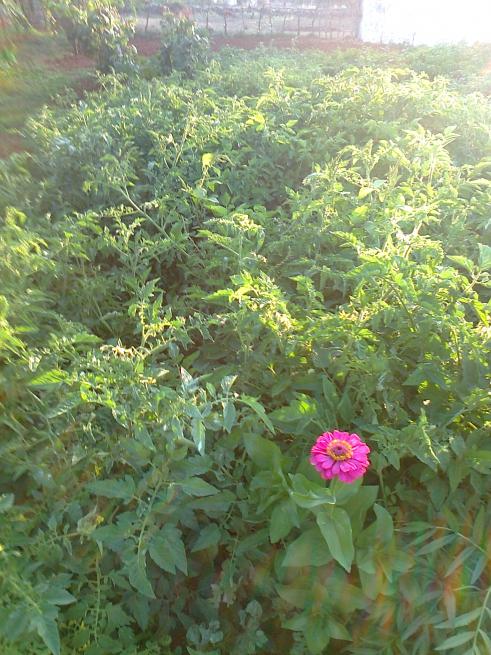Name:  Fotoraf2947.jpg
Views: 370
Size:  75.4 KB